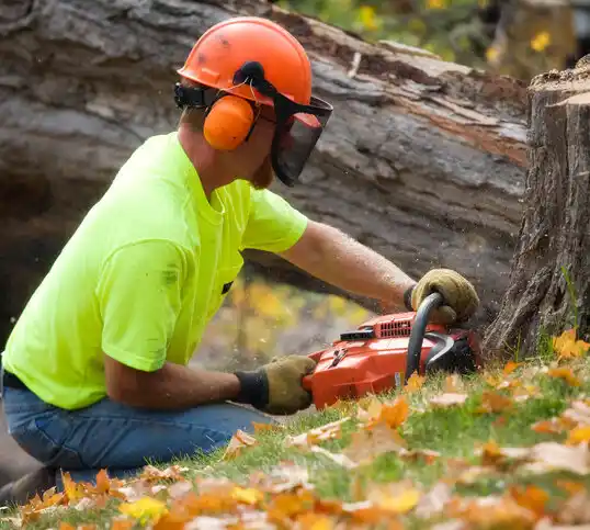 tree services Minnesota